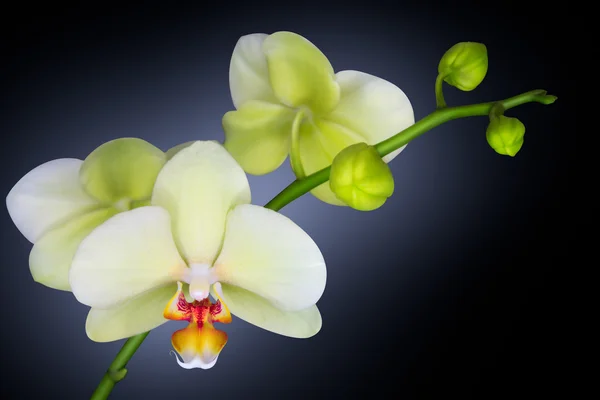 Orchidea elszigetelt fekete — Stock Fotó