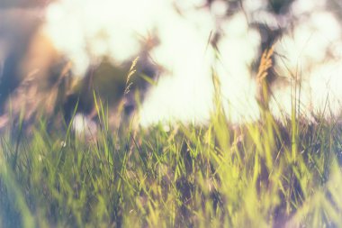 Gün batımında yaz çayır soğuk vintage bulanık fotoğraf. 