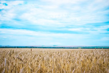 buğday alan arka plan mavi gökyüzü ile