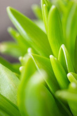 Genç ilkbaharda Filiz.