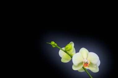 siyah üzerine izole orkide