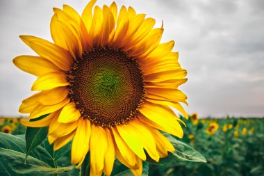 Sarı ayçiçeği ve gri gökyüzü