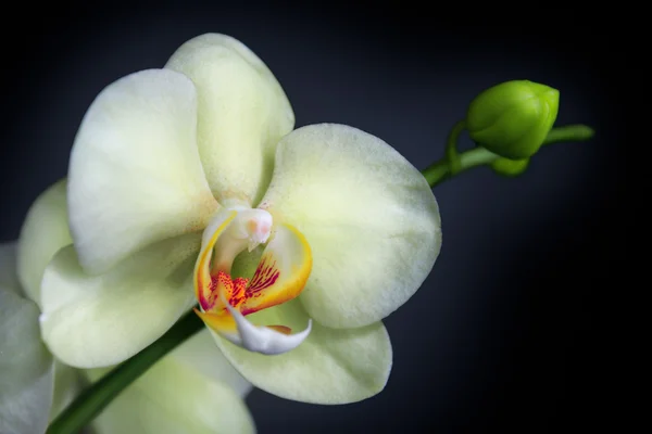 Orchidea elszigetelt fekete — Stock Fotó