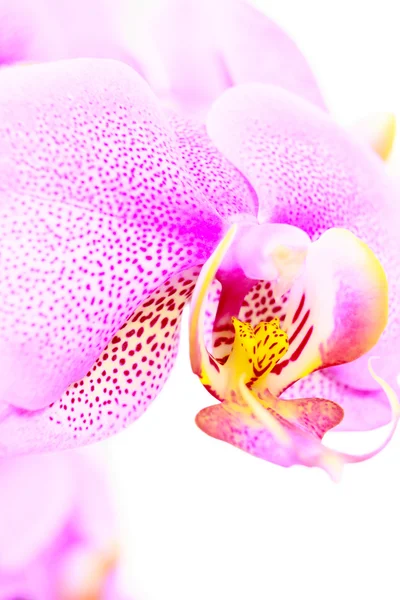Schöne Orchideenblume auf weißem Hintergrund — Stockfoto
