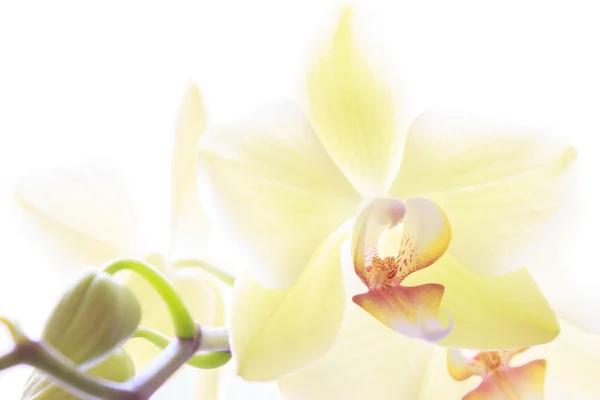 白色背景上的黄色兰花 — 图库照片