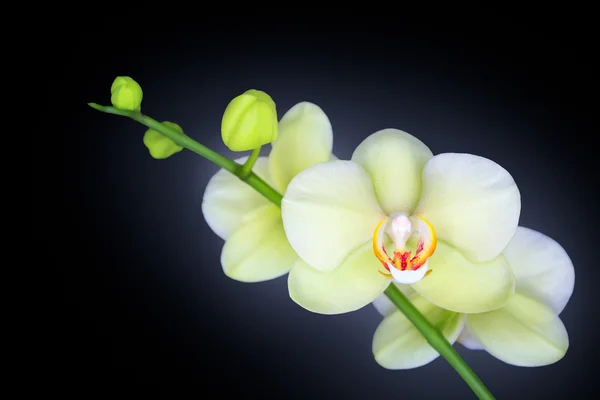 Orchidee isoliert auf schwarz — Stockfoto