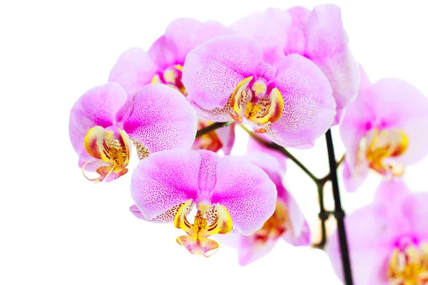 Gyönyörű orchidea virág fehér háttér — Stock Fotó