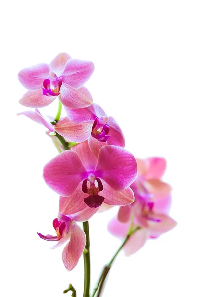Schöne Orchidee auf weißem Hintergrund — Stockfoto