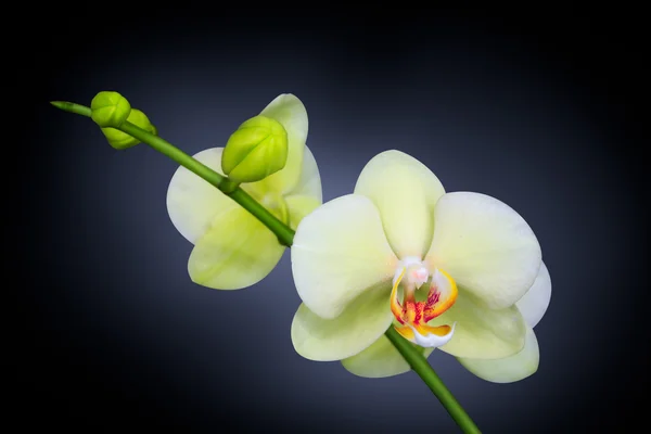 Orchidea elszigetelt fekete — Stock Fotó