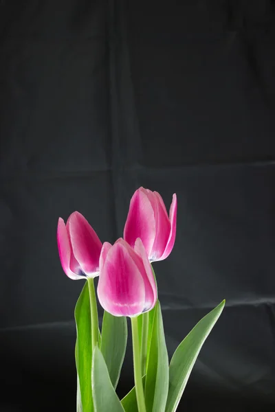 Tulipas rosa em um fundo preto — Fotografia de Stock