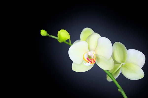 Orchidee isoliert auf schwarz — Stockfoto