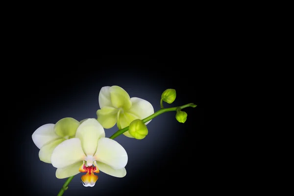 Orchidée isolée sur Noir — Photo