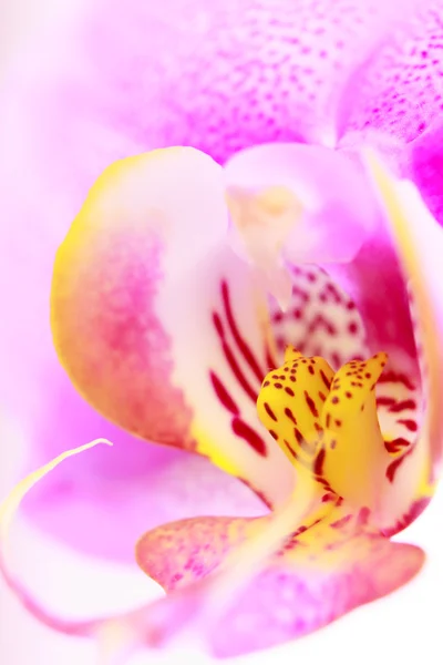 Schöne Orchideenblume auf weißem Hintergrund — Stockfoto