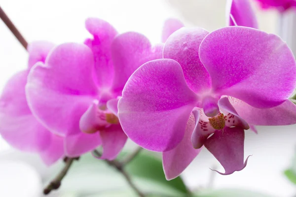 Orchidea virág fehér háttér — Stock Fotó