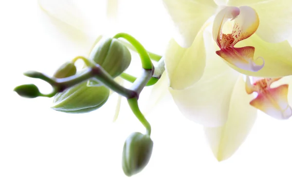 Schöner Orchideenrand — Stockfoto