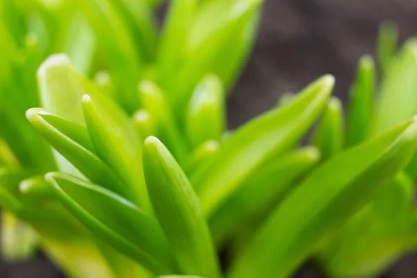 Young sprout in springtime. — Stock Photo, Image