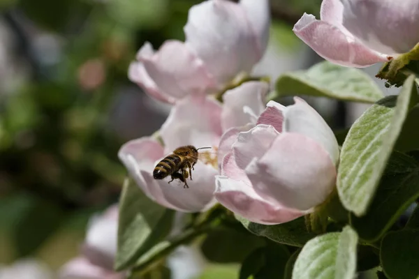 flowering quince in sun, spring flowering of trees