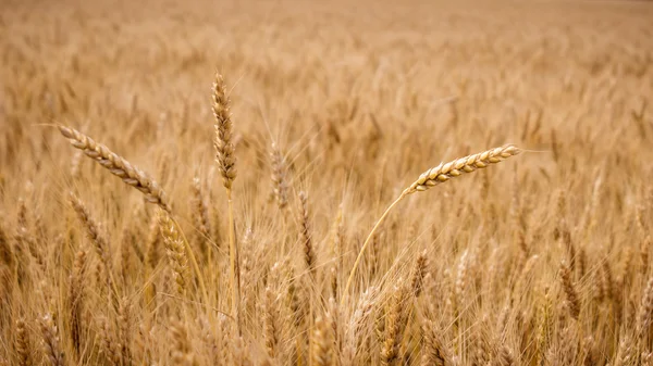 Field of golden wheat. — Stock Photo, Image