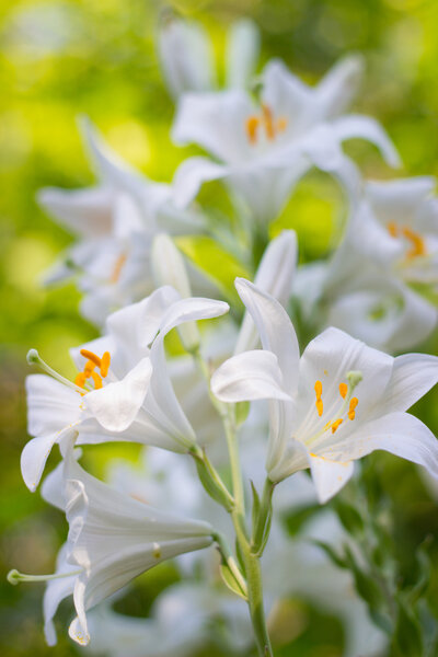 Белая лилия
.