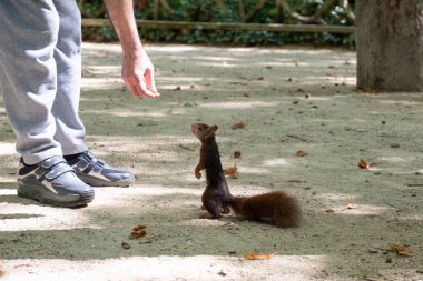 Sincap birinin elinden yiyor.
