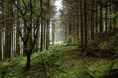 Arkasında ışık olan karanlık bir orman.