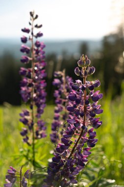 Öğleden sonra güneş ışığında vahşi lupinler, arka ışıklandırma. Bu çiçekler Finlandiya 'da bahar ve yaz aylarında sık sık görülür.