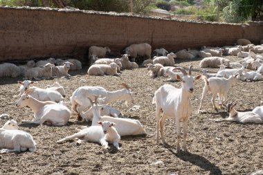 Goats and sheep, Argentina