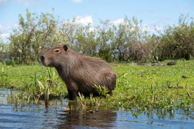 Ibera Bataklıkları, Arjantin 'de Capybara ve cayman
