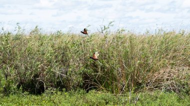 Ibera 'daki Kuşlar Bataklıklar, Arjantin