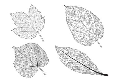 Çizgi tek yaprak ve yaprak deseni siyah beyaz arkaplan illüstrasyon vektörünü renklendirmek için getirir