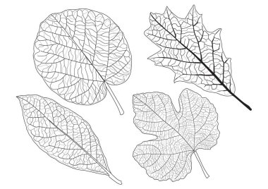 Çizgi tek yaprak ve yaprak deseni siyah beyaz arkaplan illüstrasyon vektörünü renklendirmek için getirir