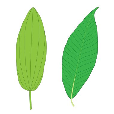 Yeşil, beyaz arkaplan illüstrasyon vektörü üzerinde izole edilmiş taze soyut bırakır