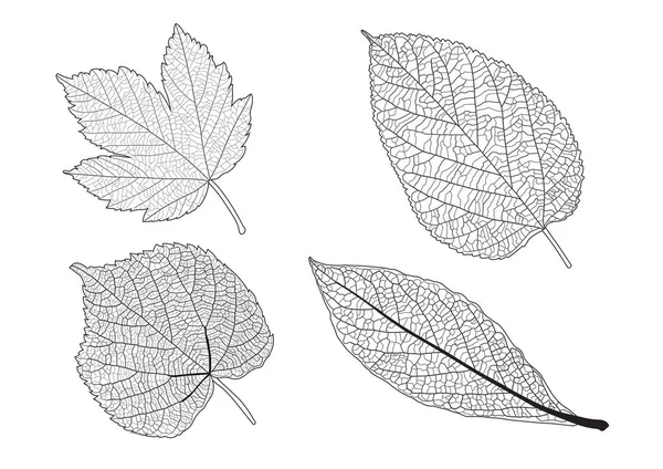 葉のライン単葉と葉のパターン黒白の背景イラストベクトルに色の装飾をもたらす — ストック写真