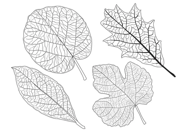 叶线单叶和叶型黑色带色彩装饰白色背景图矢量 — 图库照片