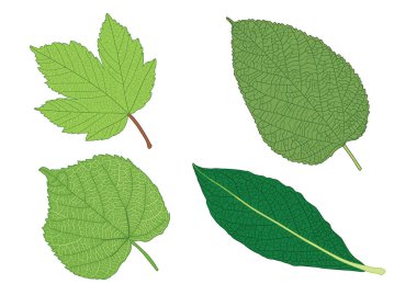 Yeşil, beyaz arkaplan illüstrasyon vektörü üzerinde izole edilmiş taze soyut bırakır