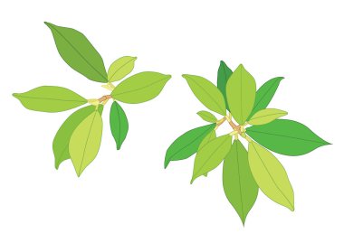 Yeşil, beyaz arkaplan illüstrasyon vektörü üzerinde izole edilmiş taze soyut bırakır