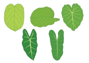 Yeşil, beyaz arkaplan illüstrasyon vektörü üzerinde izole edilmiş taze soyut bırakır