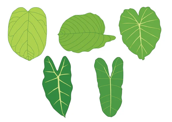 Зеленый Листья Свежие Абстрактные Изолированы Белом Фоне Вектор Иллюстрации — стоковое фото