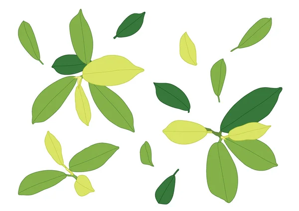 Green Leaves Fresh Abstract Isolated White Background Illustration Vector — Stock Photo, Image