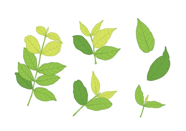 Grün Blätter Frisch Abstrakt Isoliert Auf Weißem Hintergrund Illustrationsvektor — Stockfoto