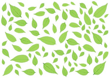 Beyaz arkaplandaki birçok taze yeşil yaprak ve desen