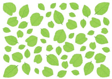 Beyaz arkaplandaki birçok taze yeşil yaprak ve desen