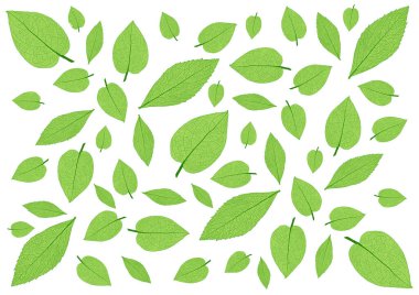 Beyaz arkaplandaki birçok taze yeşil yaprak ve desen