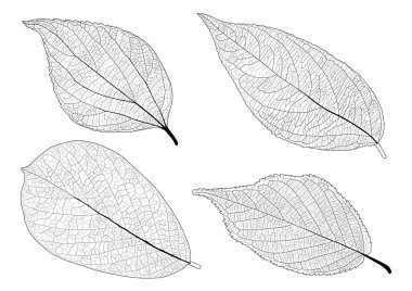 Tek çizgi yaprak ve yaprak deseni siyah beyaz arkaplan illüstrasyonunu renklendirmek için getirir  