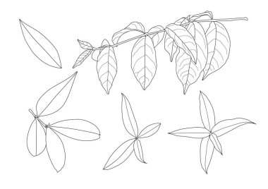 Çizgi tek yaprak ve yaprak deseni siyah beyaz arkaplan illüstrasyon vektörünü renklendirmek için getirir