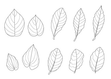Çizgi tek yaprak ve yaprak deseni siyah beyaz arkaplan illüstrasyon vektörünü renklendirmek için getirir