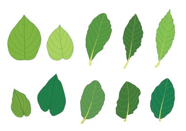 Yeşil, beyaz arkaplan illüstrasyon vektörü üzerinde izole edilmiş taze soyut bırakır