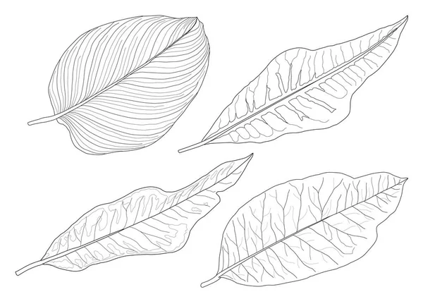 Blätter Linie Einzelne Blatt Und Blatt Muster Schwarz Bringen Farbe — Stockfoto