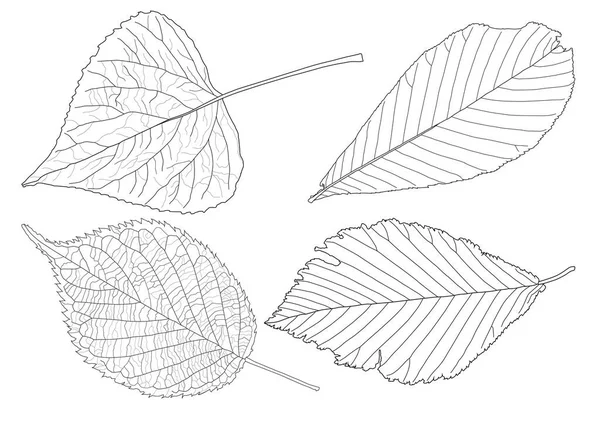 Leaves Line Single Leaf Leaf Pattern Black Bring Color Decorate — Stock Photo, Image