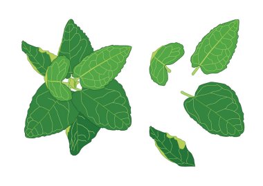 Yeşil, beyaz arkaplan illüstrasyon vektörü üzerinde izole edilmiş taze soyut bırakır